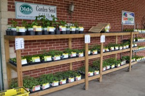 Get ready for spring gardening at Wells Brothers. Our porch is stocked full of onion sets,  cold weather crops, and herbs ready for your garden.