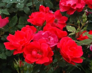 cr roses