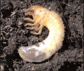 grub larvae