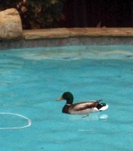 Migrating ducks landing in your pool? Read our tips to keep these ducks going south and out of your pool.