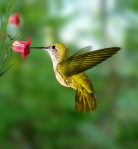 attracting-hummingbirds