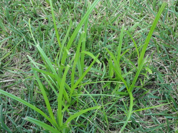Nutsedge control options at Wells Brother Pet, Lawn and Garden