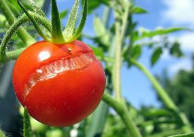 split-tomato