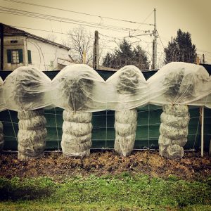 protect your garden from freezing