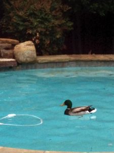 Ducks In Your Backyard. Duck swimming in pool.
