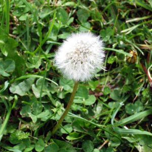 dandelion-weed