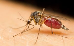 controlling mosquitoes
