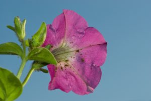 Pink Petunia with aphid