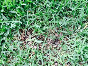 brown spot in lawn