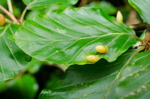 leaf gall
