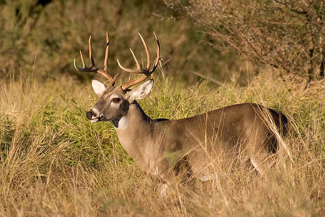 2022 – 2023 Texas Hunting Season dates are published. Shop Wells Brothers Pet, Lawn & Garden Supply for wildlife feeds, attractants, and more. 