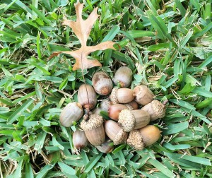 Acorns can be ground into flour and used in recipes such as acorn pancakes.