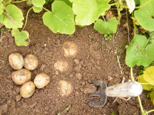 When And How To Plant Potatoes In North Texas