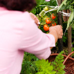 June Garden Tips - harvest tomatoes