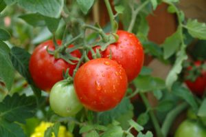 Tomato growing workshop