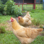 Two chickens walking on grass with a chicken coop behind