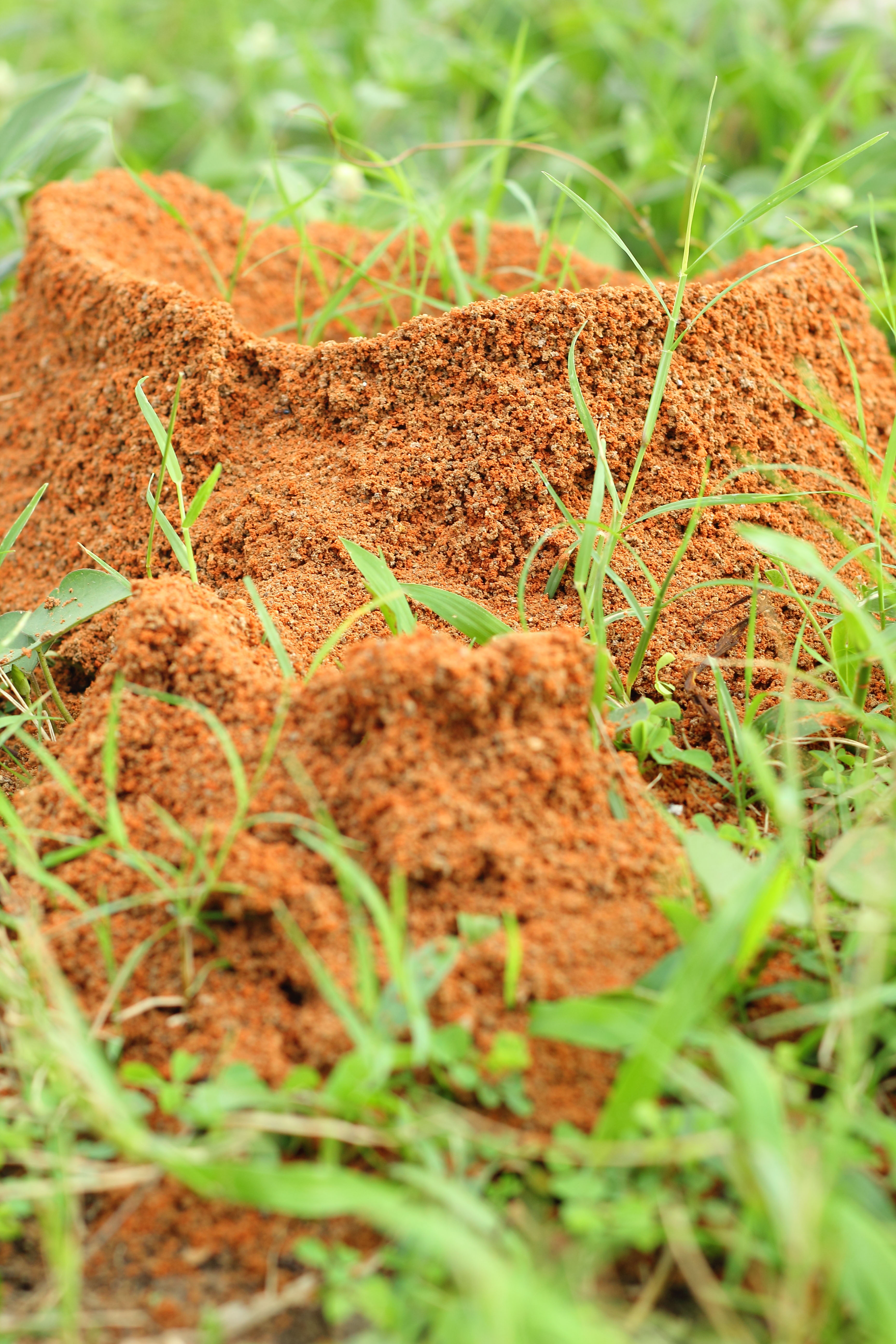 Fire Ant Prevention at Wells Brothers Pet, Lawn and Garden Center in Plano, TX