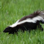 skunk odor