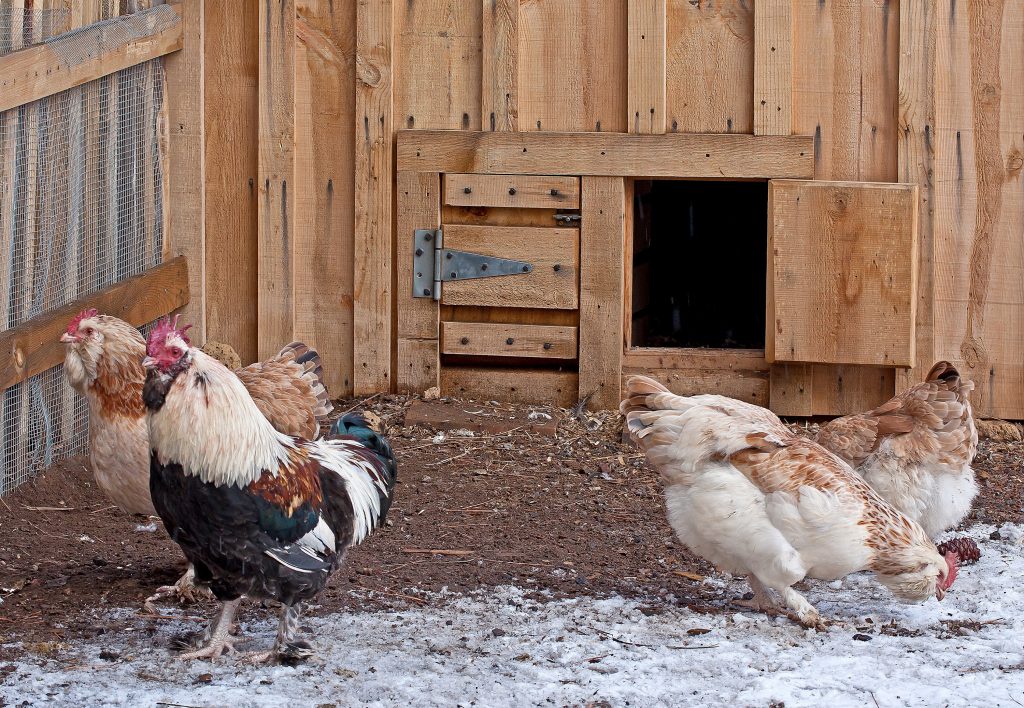 Quick Tips For Raising Backyard ChickensWells Brothers Pet ...