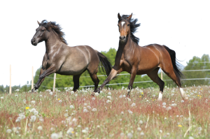 AdobeStock_Grey Chesnut Horses Running_66087689