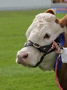 The Head of a Cattle Champion Simmental Cow.