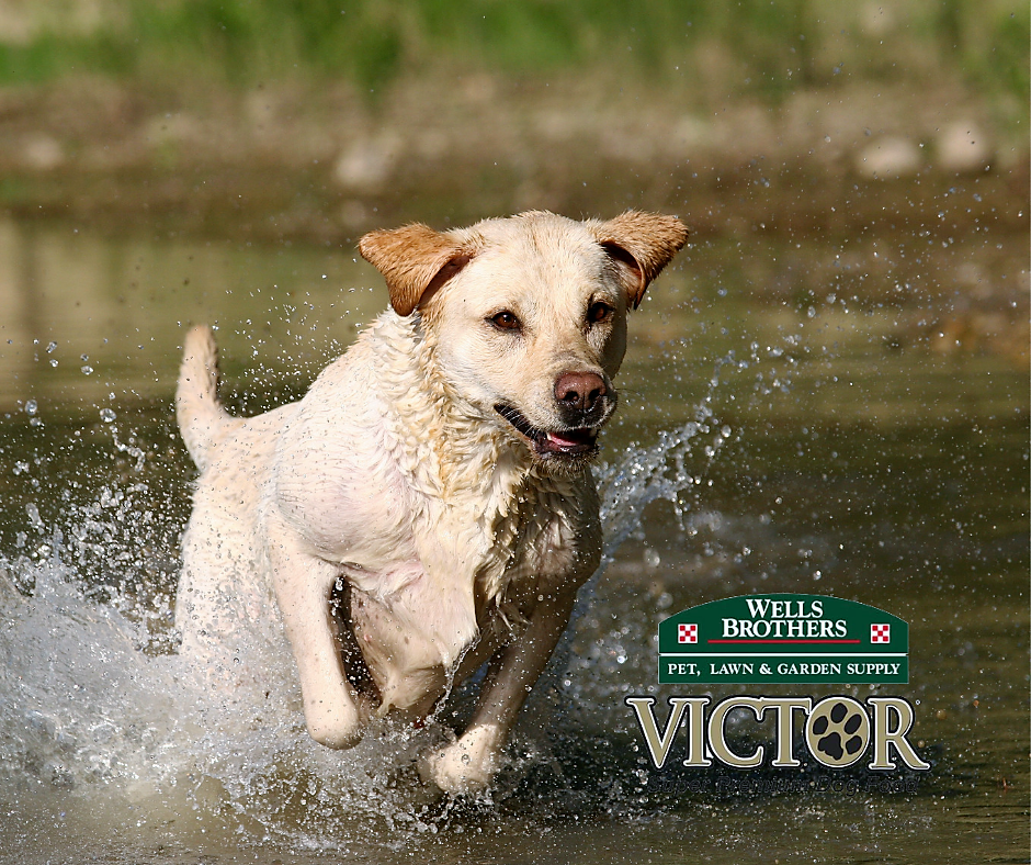 Victor Hi-Pro Dog Food at Wells Brothers in Plano, TX