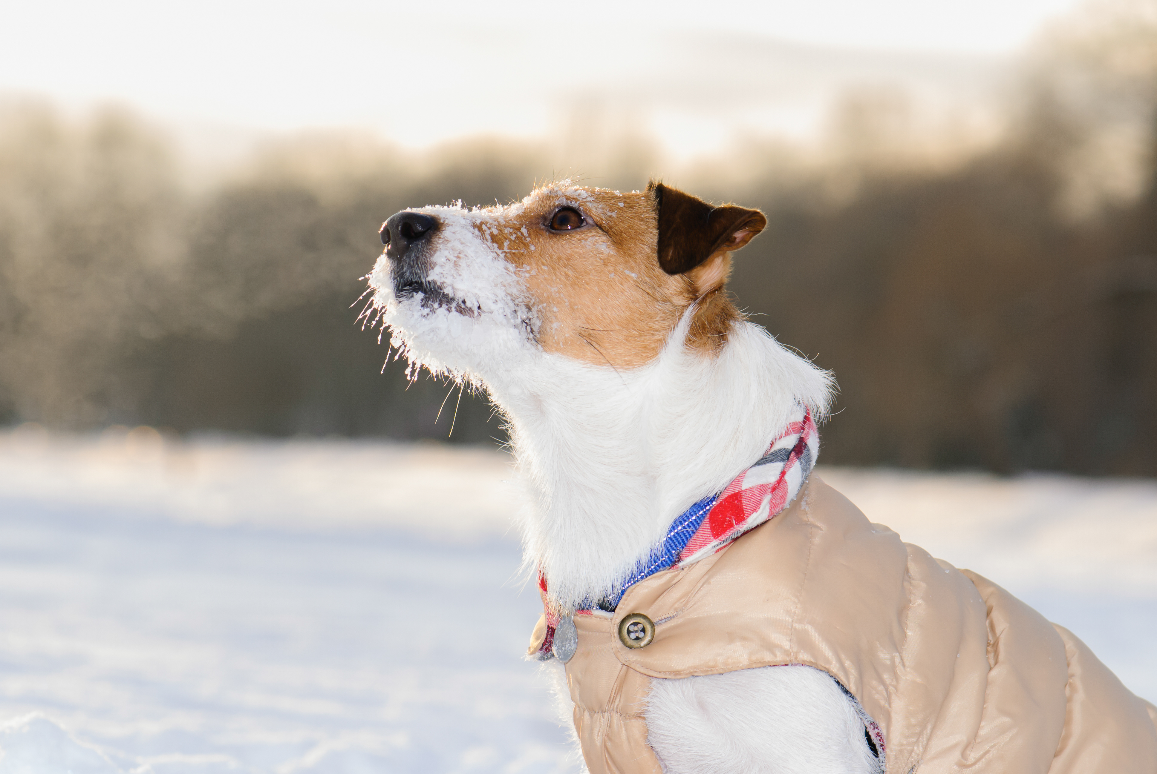 cold weather pet tips