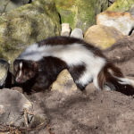 Tips and tricks for dealing with Skunks.