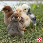 Sign up to attend our April Backyard Chicken Meeting and learn how to start, care and maintain your backyard flock.