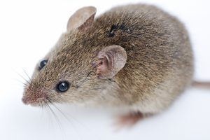 Rat and mouse control tips