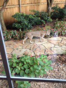 Have you seen bobcats in Plano, Allen, or Richardson?
