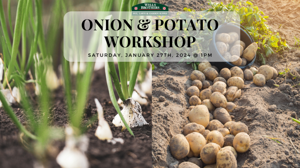 Onion and Potato Workshop at Wells Brothers in Plano on January 27, 2024